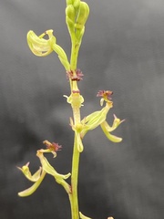 Arthrochilus prolixus