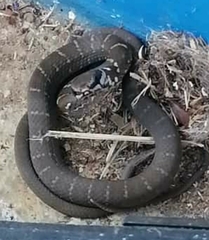 Mastigodryas melanolomus