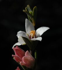 Boronia ternata austrofoliosa
