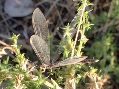 Distoleon bistrigatus