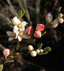 Boronia ternata austrofoliosa