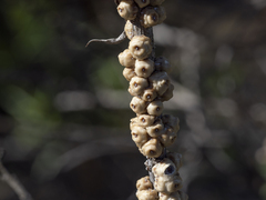 Ceroplastes sinensis