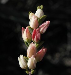 Boronia ternata austrofoliosa