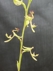 Arthrochilus prolixus