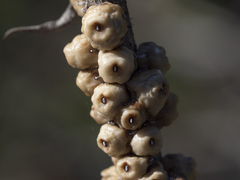 Ceroplastes sinensis