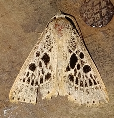 Herminodes tessellata