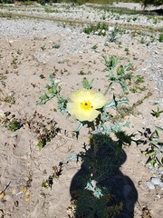 Argemone ochroleuca