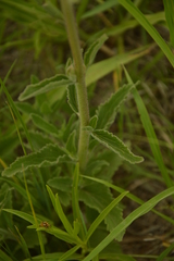 Campuloclinium macrocephalum