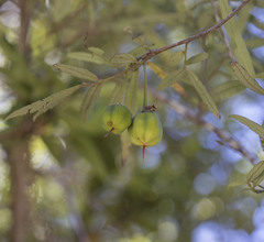 Crinodendron hookerianum