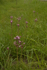 Campuloclinium macrocephalum