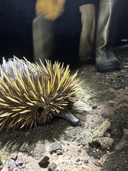 Tachyglossus aculeatus acanthion