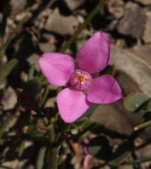 Boronia spathulata