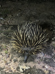 Tachyglossus aculeatus acanthion