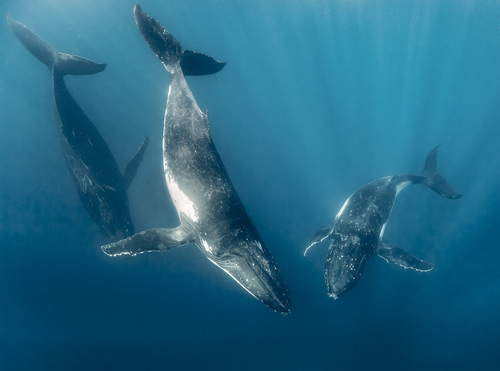 Humpback Whale, photo 7 of 9