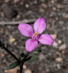 Boronia spathulata