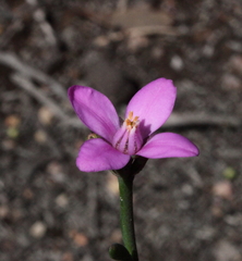 Boronia spathulata