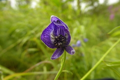 Delphinium glaucum