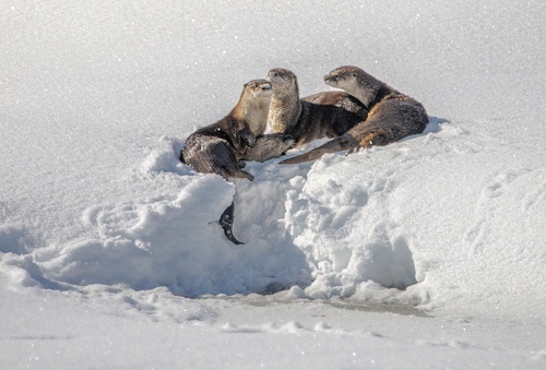 North American River Otter photographed in Colorado