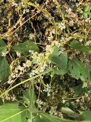 Cuscuta japonica