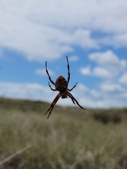 Backobourkia brouni