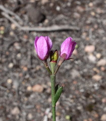 Boronia spathulata