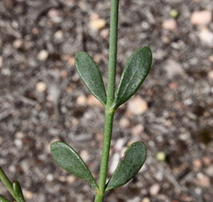 Boronia spathulata