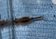 Eubranchipus oregonus