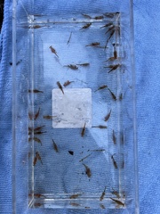 Eubranchipus oregonus