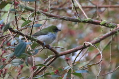 Cyclarhis nigrirostris