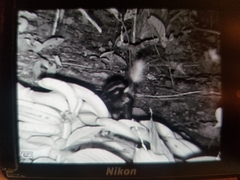 Spilogale angustifrons