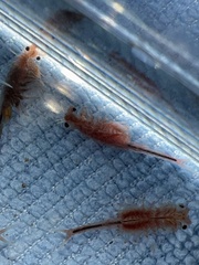 Eubranchipus oregonus