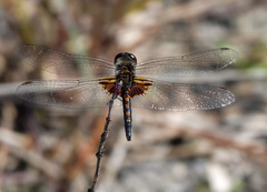 Celithemis ornata
