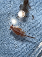 Eubranchipus oregonus