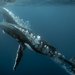Humpback Whale - Photo (c) Wayne and Pam Osborn, some rights reserved (CC BY-NC), uploaded by Wayne and Pam Osborn