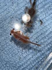 Eubranchipus oregonus