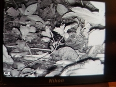 Spilogale angustifrons