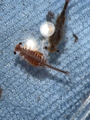 Eubranchipus oregonus