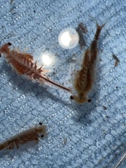 Eubranchipus oregonus