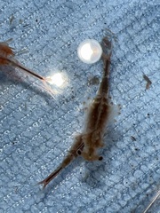 Eubranchipus oregonus