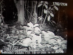 Spilogale angustifrons