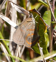 Neonympha areolatus