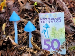Entoloma hochstetteri
