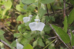 Pombalia calceolaria