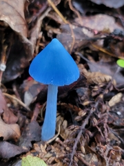Entoloma hochstetteri