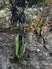Furcraea tuberosa