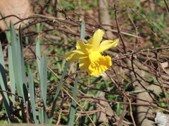 Narcissus pseudonarcissus