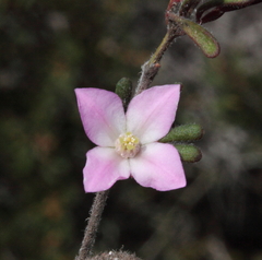 Boronia albiflora
