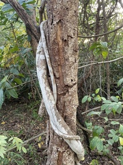 Securidaca diversifolia