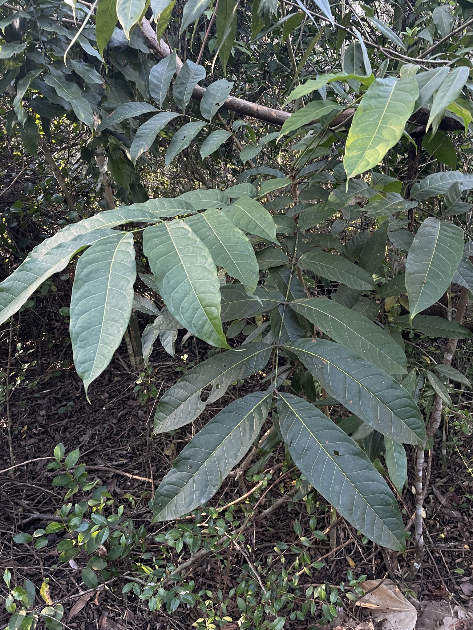 Swietenia macrophylla G.King