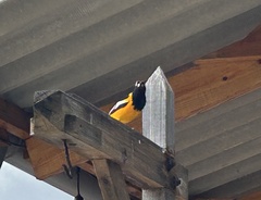 Icterus icterus